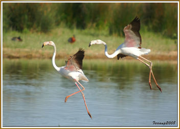 flamencs volant 10 - flamencos en vuelo - greaters flamingos in fligth - phoenicopterus ruber - Free image #278465